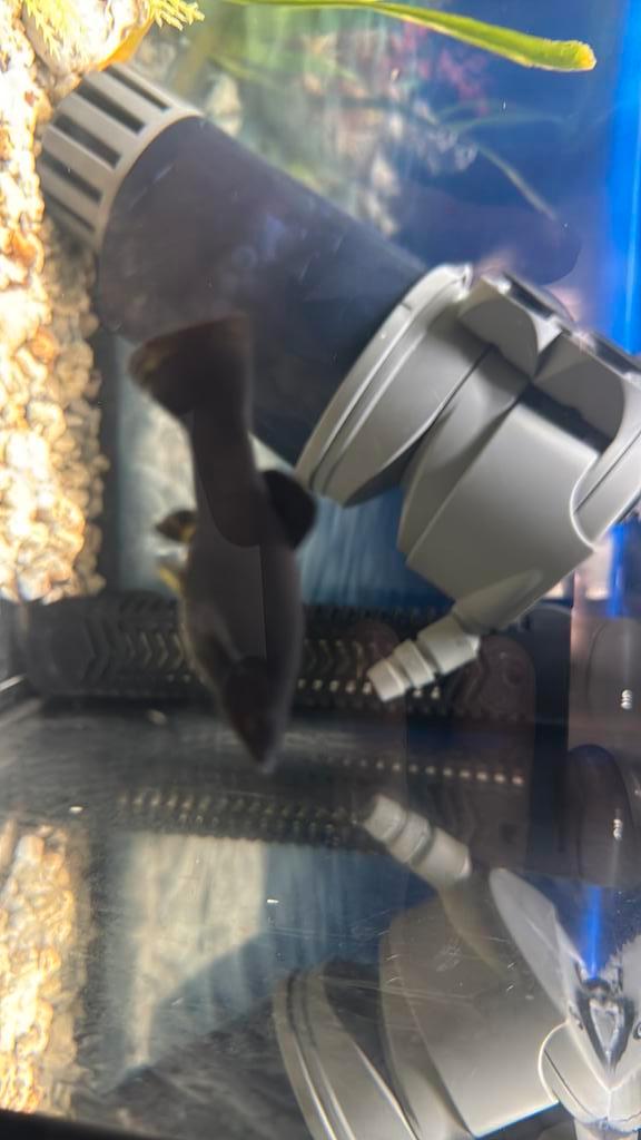 Aquarium vissen gratis, Tuin en Terras, Vijver-toebehoren, Zo goed als nieuw, Ophalen