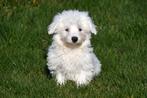 Chiots Bichon Maltais à vendre, Animaux & Accessoires, Chiens | Chihuahuas & Chiens de compagnie, 15 semaines à 1 an, Étranger