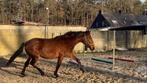 Heel knappe en doodbrave 2j merrie, Vermifugé, Moins de 160 cm, 0 à 2 ans, Non dressé