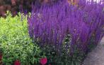 Salvia 'caradonna', Tuin en Terras, Ophalen, Zomer, Vaste plant, Volle zon
