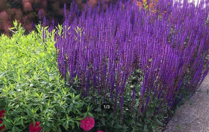 Salvia 'caradonna', Tuin en Terras, Planten | Tuinplanten, Vaste plant, Volle zon, Zomer, Ophalen