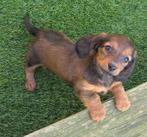 Lieve Teckel pups, Poils courts, Hépatite contagieuse (maladie de Rubarth), 8 à 15 semaines, Plusieurs