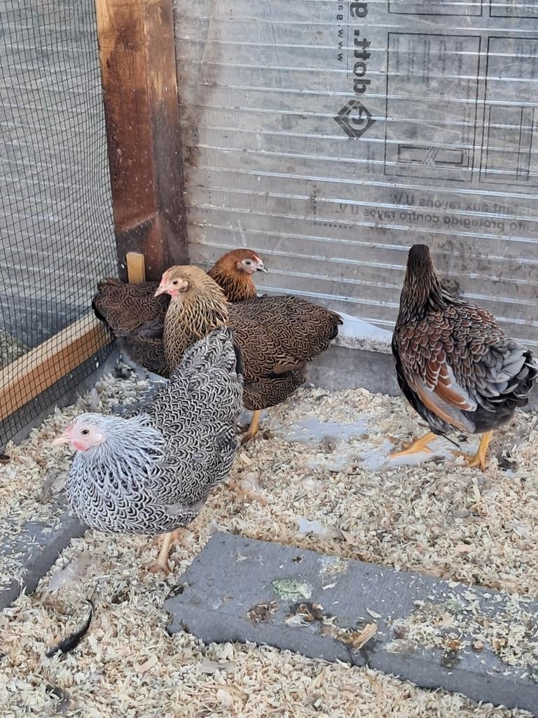 Wyandotte kriel hennen, Dieren en Toebehoren, Pluimvee, Vrouwelijk, Kip