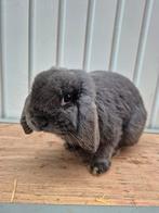 Nederlandse hangoordwerg ram, Dieren en Toebehoren, Konijnen