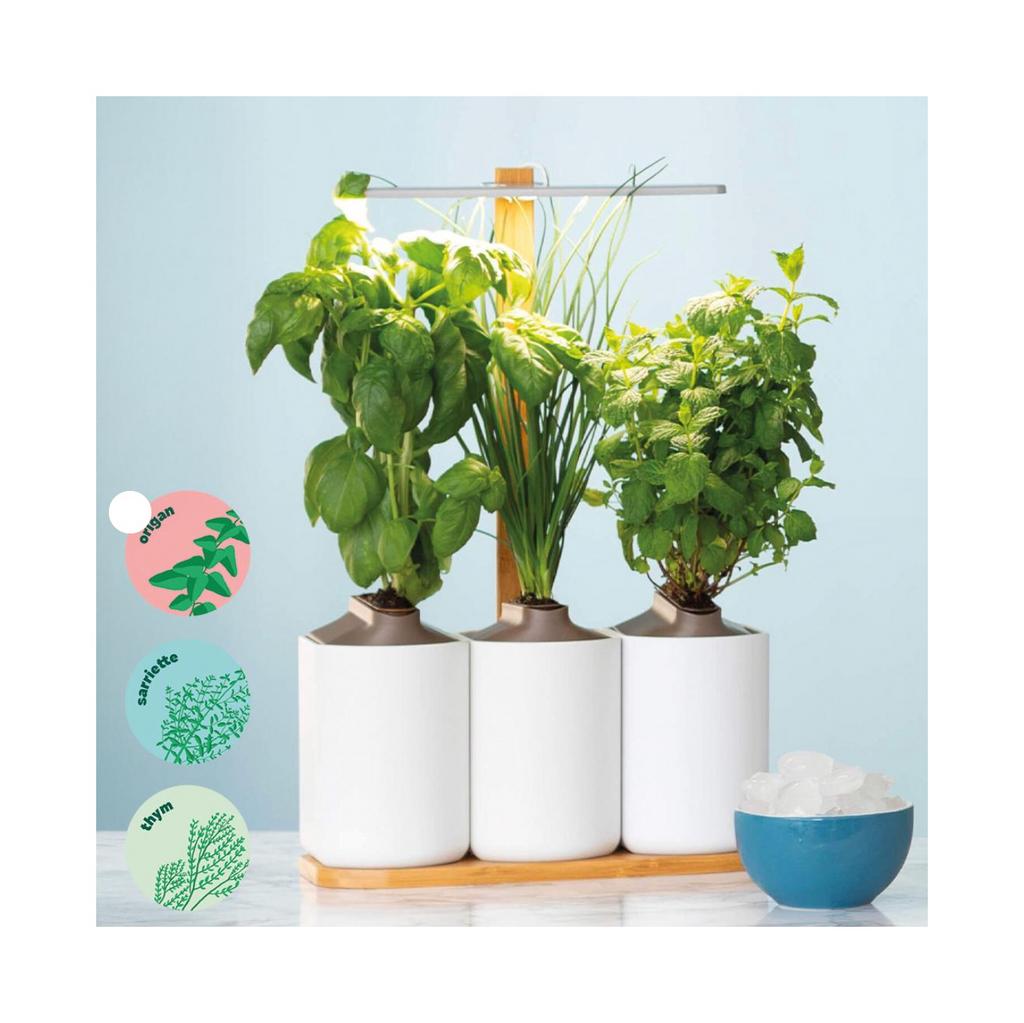 Lilo - Plante à la maison - Prêt à pousser, Jardin & Terrasse, Produits de culture, Enlèvement, Utilisé, Lampe de croissance