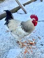 Haan zoekt nieuwe thuis, Dieren en Toebehoren, Pluimvee, Mannelijk, Kip