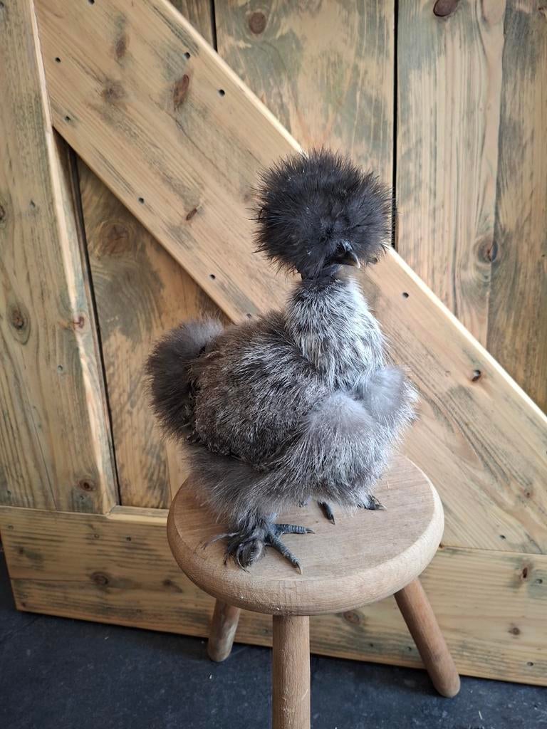 USA zijdehoender naakthals hennen, ingeënt, Dieren en Toebehoren