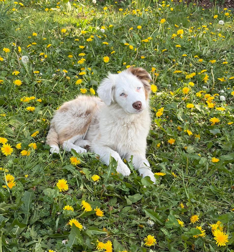 Merle Aussi femelle, Animaux & Accessoires, 15 semaines à 1 an, Chienne, Éleveur | Professionnel, Un chien