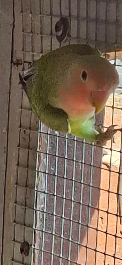 Agapornis, Dieren en Toebehoren, Vogels | Parkieten en Papegaaien