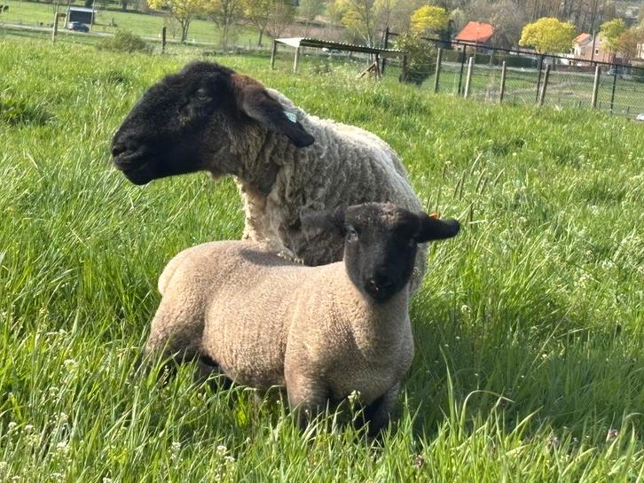 Suffolk ooi met ramlam, Animaux & Accessoires, Moutons, Chèvres & Cochons, Mouton, Plusieurs animaux, 3 à 5 ans