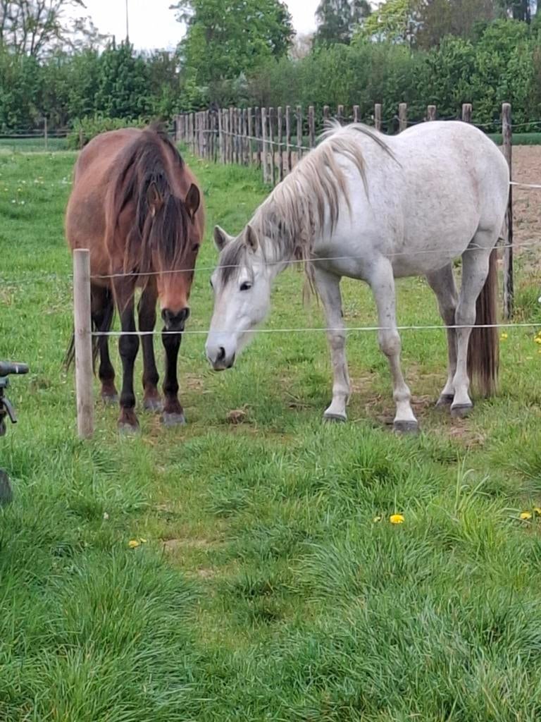 Spaanse paarden merrie en ruin, Dieren en Toebehoren, Pony's, Merrie