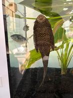 Grote pleco / hyptomus plectomus, Dieren en Toebehoren, Vis, Zoetwatervis