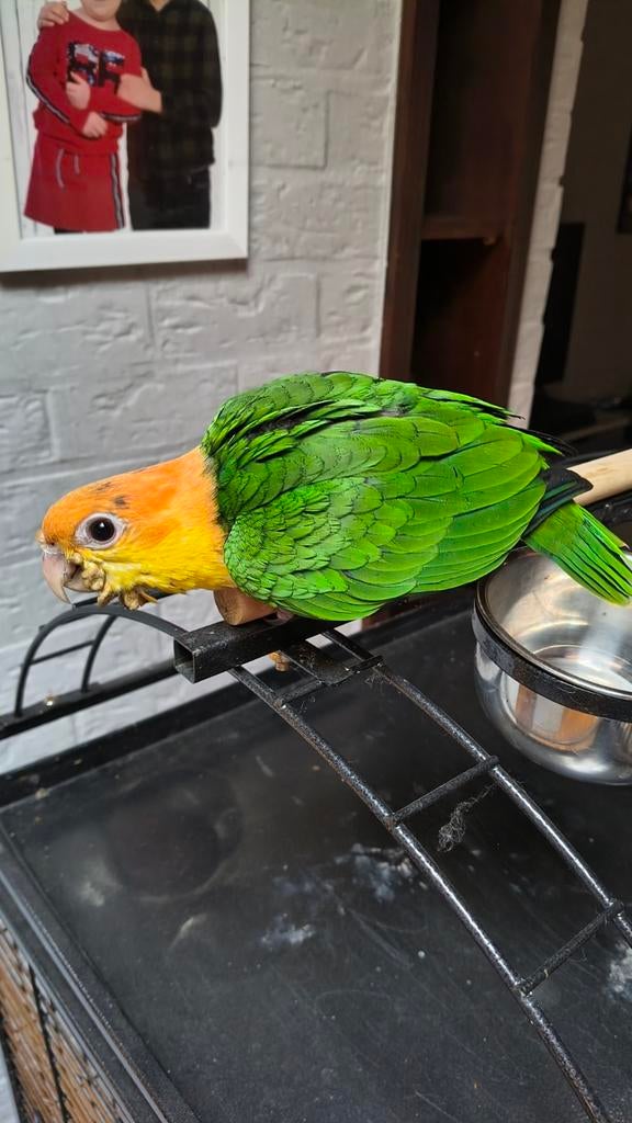 Roestkop caique, Dieren en Toebehoren, Vogels | Parkieten en Papegaaien, Geslacht onbekend, Papegaai, Geringd