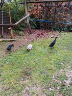 Loopeenden, Plusieurs animaux, Canard