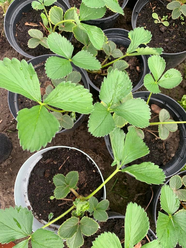Heel mooie aardbeiplanten, Tuin en Terras, Ophalen