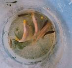 Goudvissen, Dieren en Toebehoren, Goudvis(sen)