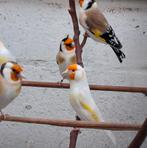 Putter, Dieren en Toebehoren, Vogels | Overige Vogels