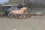 3 jarige fjordenruin, Dieren en Toebehoren, Paarden, Merrie, B