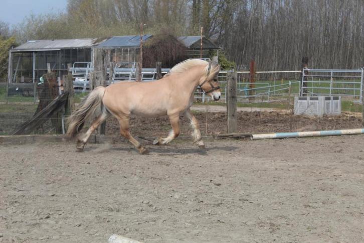 3 jarige fjordenruin, Animaux & Accessoires, Chevaux, Jument, B