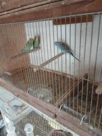 2perruches, Animaux & Accessoires