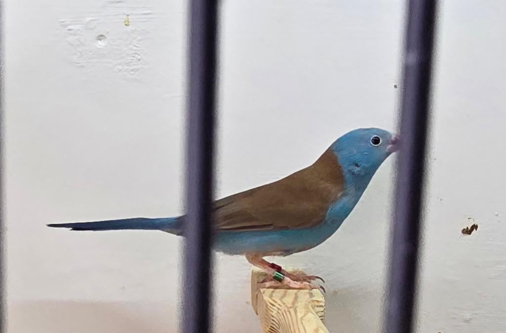 Blauwkop fazantje, Dieren en Toebehoren, Vogels | Overige Vogels, Mannelijk, Tropenvogel, Geringd