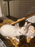 2 Konijnen te koop (koppel), Dieren en Toebehoren, Konijnen, Meerdere dieren, Middelgroot, 0 tot 2 jaar