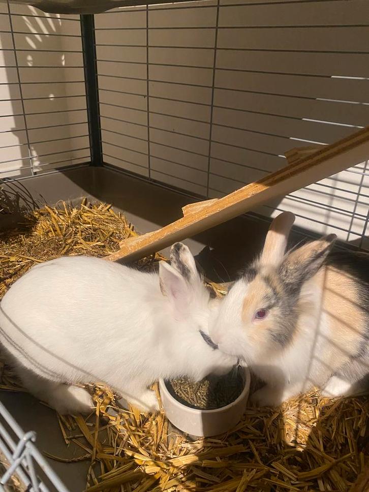 2 Konijnen te koop (koppel), Dieren en Toebehoren, Konijnen, Middelgroot, Meerdere dieren, 0 tot 2 jaar