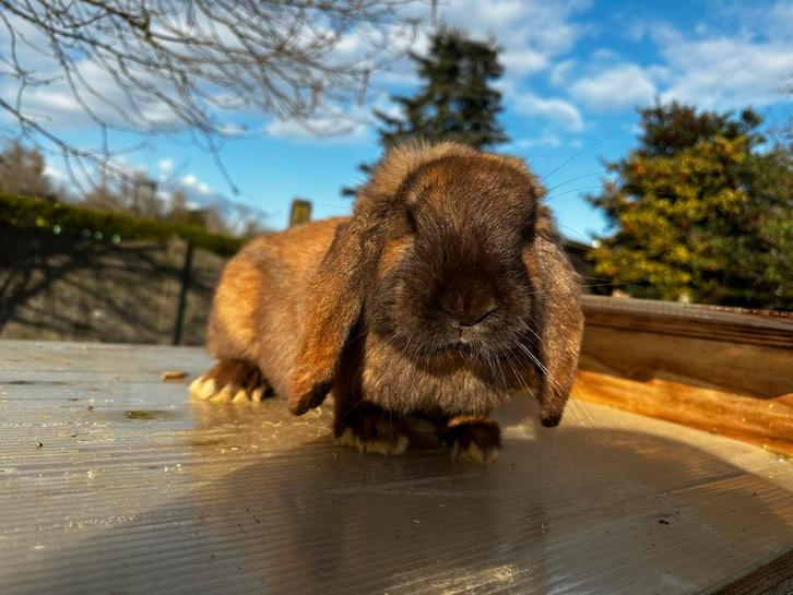 Franse Hangoor RAM, Animaux & Accessoires, Lapins, Grand, Mâle, 0 à 2 ans, Oreilles tombantes