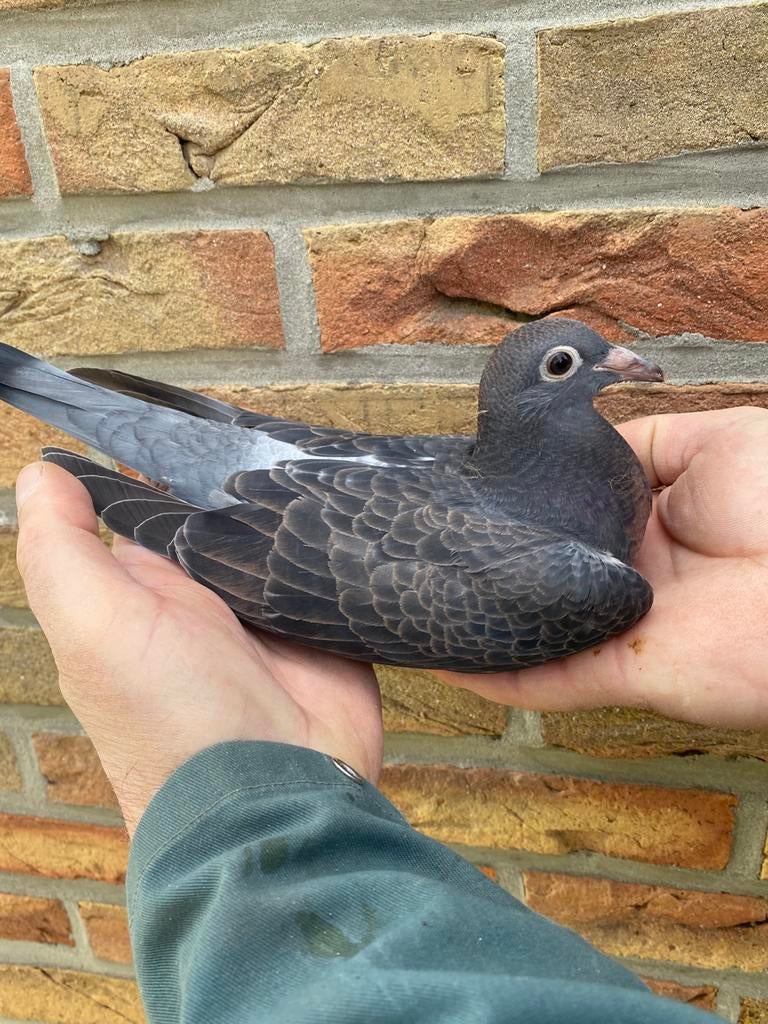 Duivin 2026 Stichelbaut / Van Wanroy, Vrouwelijk, Postduif