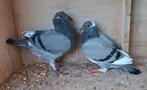 2 duiven jongen speenklaar, Animaux & Accessoires, Oiseaux | Pigeons