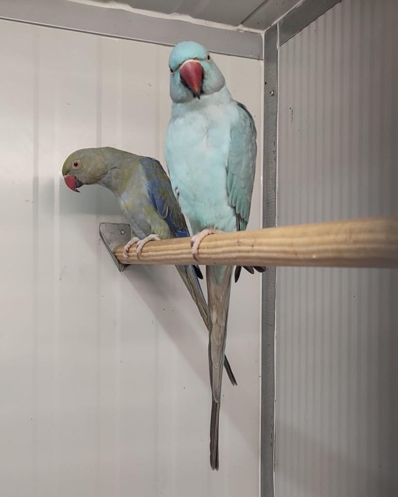 mooi kweekkopel hasbandparkieten, Dieren en Toebehoren, Vogels | Parkieten en Papegaaien, Parkiet, Meerdere dieren, Geringd