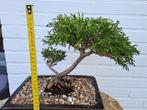 Bonsai van conifeer, Tuin en Terras, Bloeit niet, Overige soorten, Minder dan 100 cm, Ophalen