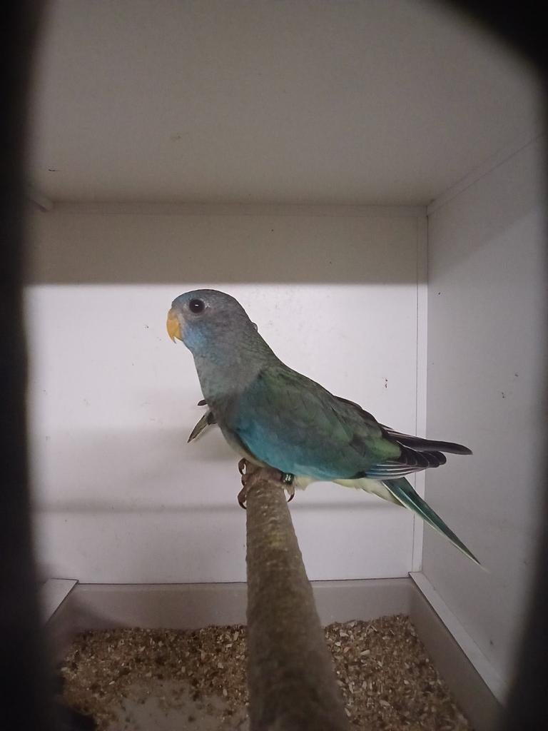 Splendid parkiet pop 2026, Dieren en Toebehoren, Vogels | Parkieten en Papegaaien, Vrouwelijk, Parkiet, Geringd