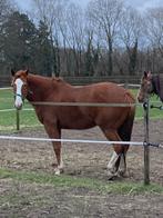 Merrie 13 jaar, Merrie