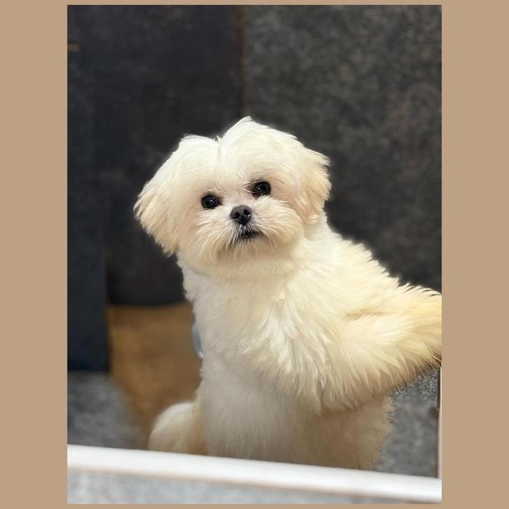 Maltezer reutje, Animaux & Accessoires, Chiens | Chihuahuas & Chiens de compagnie, Chien (mâle), Bichon maltais, Éleveur | Loisir