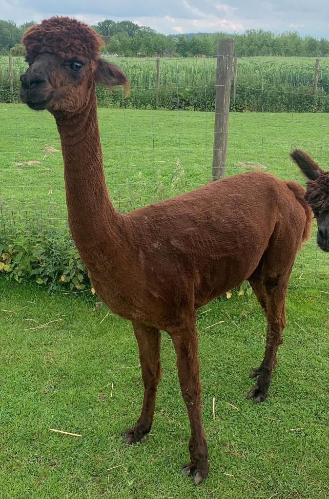 Te koop: Drachtige alpaca merrie – Billie June, Dieren en Toebehoren, Overige Dieren, Vrouwelijk, Juli