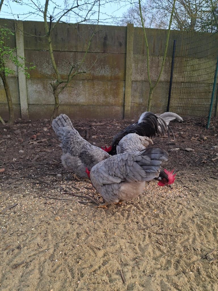 Verse broedeieren leghorn blauw, Dieren en Toebehoren, Pluimvee, Geslacht onbekend, Kip