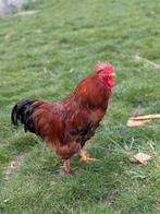 Haan, Dieren en Toebehoren