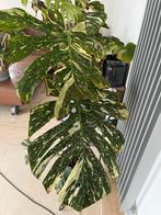 Monstera thai constellation, Enlèvement