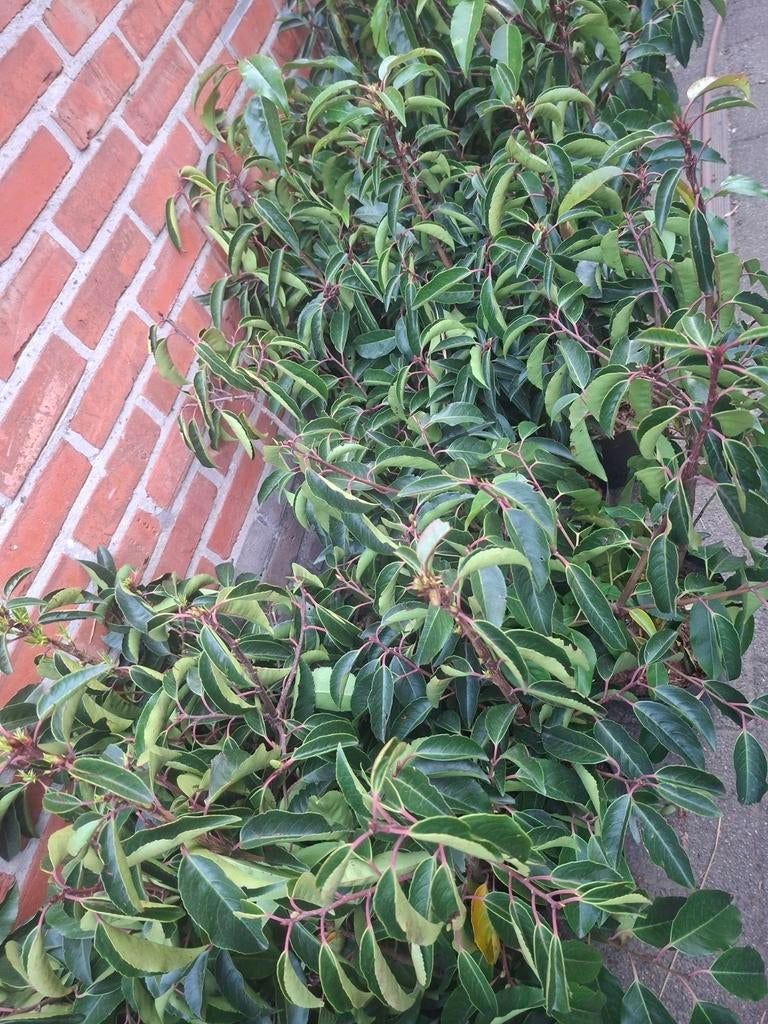 Portugese laurier, Ophalen, Laurier