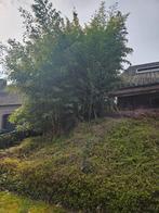 Bamboe, Ophalen, Dakboom, 100 tot 250 cm