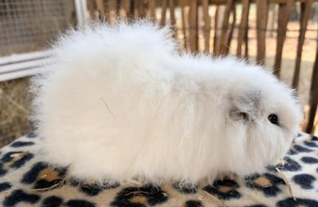 1 witte ch teddy beertje zoekt leuke thuis, Dieren en Toebehoren, Cavia, Mannelijk, Januari, Tam