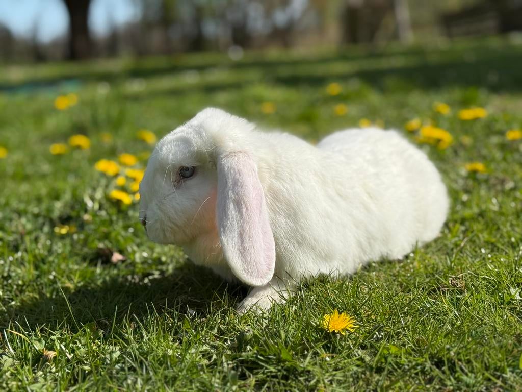 Prachtige super lieve witte blauwoog franse hangoor te koop, Femelle, Grand, Oreilles tombantes, 0 à 2 ans