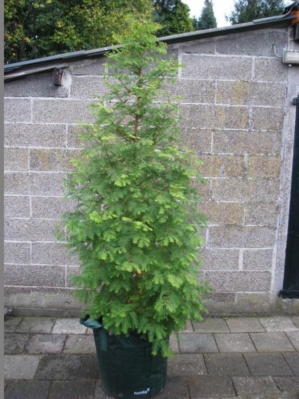 2 meter Metasequoia glyptostroboides / Dawn Redwood bomen, Tuin en Terras, Planten | Bomen, Overige soorten, 100 tot 250 cm, Volle zon