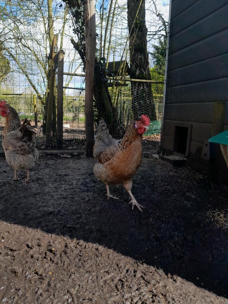 Cream legbar trio, Dieren en Toebehoren, Pluimvee, Meerdere dieren, Kip