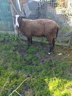 Ram, Dieren en Toebehoren, Schapen, Geiten en Varkens