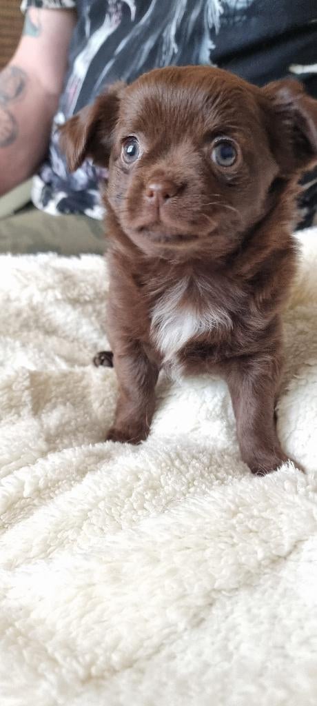 Chihuahua, 8 à 15 semaines, Plusieurs, Éleveur | Loisir, Chihuahua