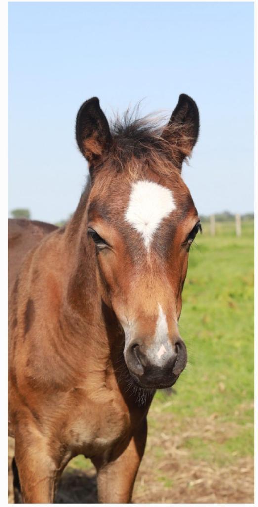 Veulen, Dieren en Toebehoren, Pony's, Hengst, Onbeleerd, D pony (1.37m tot 1.48m), Springpony, 0 tot 2 jaar, Met stamboom, Gechipt