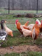 Broedeieren Friese hoen, Dieren en Toebehoren