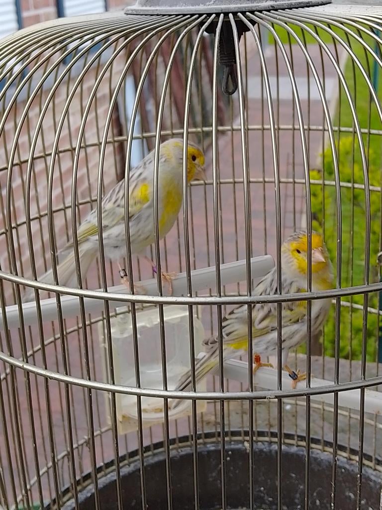JEUNE COUPLE DE CANARIS JAUNES EN AGATE, bagués 2025, Animaux & Accessoires, Plusieurs animaux, Canari chanteur
